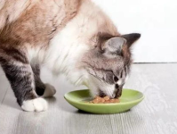娱乐吃瓜猫咪视频大全最新,最新猫咪吃瓜视频大盘点