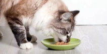 娱乐吃瓜猫咪视频大全最新,最新猫咪吃瓜视频大盘点