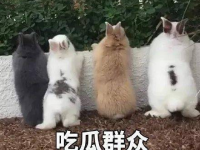 吃瓜娱乐汪,揭秘娱乐圈那些事儿
