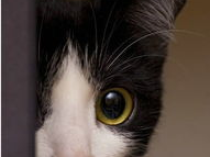 娱乐吃瓜酱猫咪头套,揭秘“吃瓜酱”猫咪的趣味生活