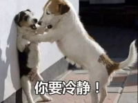 娱乐吃瓜酱中狗妈,娱乐吃瓜酱中的明星宠妈故事