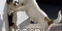 娱乐吃瓜酱中狗妈,娱乐吃瓜酱中的明星宠妈故事