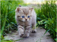 娱乐吃瓜酱猫咪视频,萌态十足，网友直呼“太可爱了！”