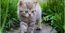 娱乐吃瓜酱猫咪视频,萌态十足，网友直呼“太可爱了！”