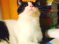 娱乐吃瓜酱猫妈妈视频大全,萌宠视频大全集锦