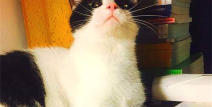 娱乐吃瓜酱猫妈妈视频大全,萌宠视频大全集锦