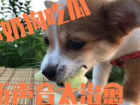 娱乐吃瓜酱送小狗视频在线观看,萌宠来袭，温馨瞬间引网友热议