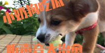 娱乐吃瓜酱送小狗视频在线观看,萌宠来袭，温馨瞬间引网友热议